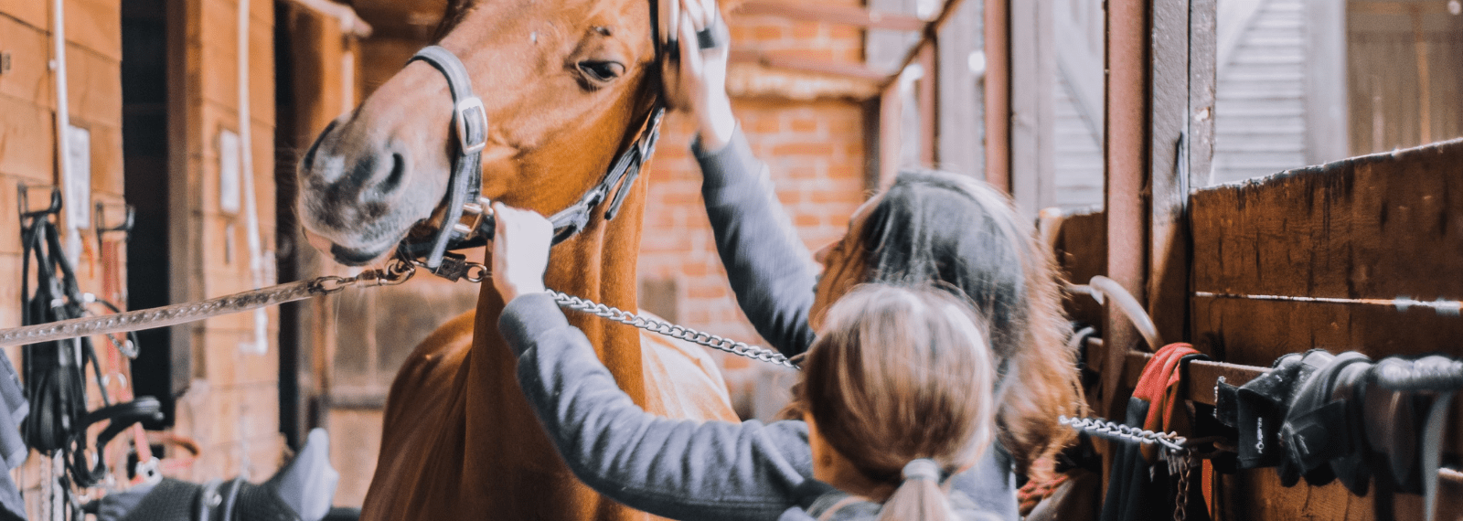 Thinking of Building Stables? Here’s What You Need to Know
