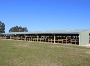 Large dairy farm steel shed by kiwispan