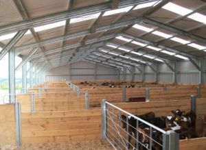 steel shelter for dairy cow farm business by kiwispan